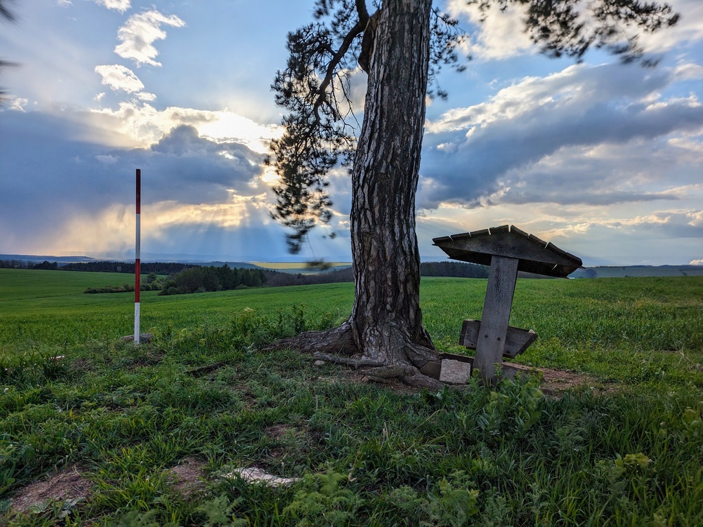 Strom u cesty v Siřemi